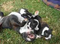 Ajubiri Boston Terriers